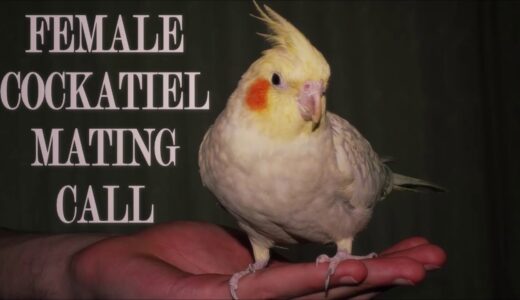 Female Cockatiel Mating Call to attract Male Cockatiels