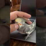 Grey Cockatiel Male #cockatiel #parrot