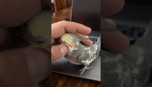 Grey Cockatiel Male #cockatiel #parrot