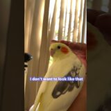 What Does a Cockatiel With No Crest Look Like