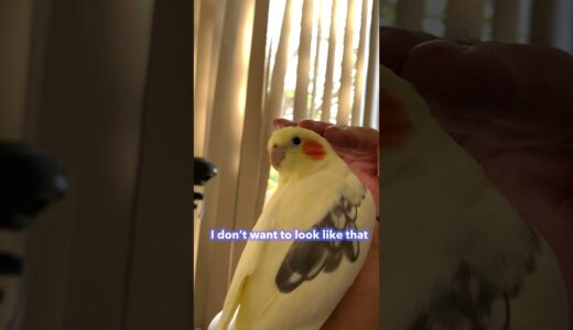 What Does a Cockatiel With No Crest Look Like