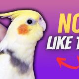 You’re Petting your Cockatiel ALL WRONG!