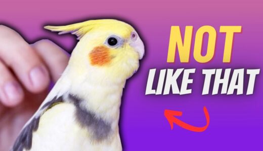 You’re Petting your Cockatiel ALL WRONG!