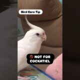 Foods Cockatiels Should Never Eat! 🍜&◻️ #cockatiel #calopsita #parrot #นกแก้ว #birds #birdcare