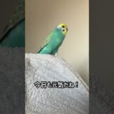 【ネモちゃん】インコさん達の日常。（106日目）#オカメインコ  #cockatiel  #癒し #セキセイインコ #かわいい #birds #parrot #アキクサインコ#キンカチョウ
