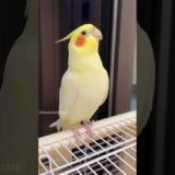 Jerry the Cockatiel’s adorable singing and dancing moments are a must-see! 🎶🦜🥰 #cockatielscraze