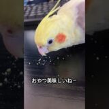 【スイちゃん】インコさん達の日常。（108日目）#オカメインコ  #cockatiel  #癒し #セキセイインコ #かわいい #birds #parrot #アキクサインコ#キンカチョウ