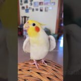 Cute Cookie Song Serenade 🥰🎶🦜 #cockatielscraze #birdsinging #cutepets