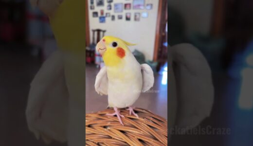 Cute Cookie Song Serenade 🥰🎶🦜 #cockatielscraze #birdsinging #cutepets