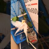 My super friend after shower 🦜🚿 Mikayel Gabriel 😁 #parrot #cockatiel #birds #mikayelgabriel
