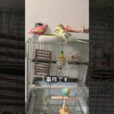 【レア スイ ネモ】インコさん達の日常。（89日目）#オカメインコ  #cockatiel  #癒し #セキセイインコ #かわいい #birds #parrot #アキクサインコ