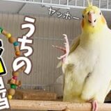 ド天然オカメインコ、テンちゃんの奇妙な行動