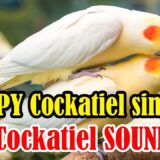 1 COCKATIEL SINGING a lot COCKATIEL SINGING training Cockatiel bird singing Cockatiel noises singing