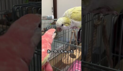 【レア　リブ】インコさん達の日常。（136日目）#オカメインコ  #cockatiel  #オキナインコ #セキセイインコ #かわいい #birds  #アキクサインコ#キンカチョウ