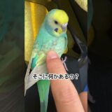 【ネモちゃん】インコさん達の日常。（116日目）#オカメインコ  #cockatiel  #癒し #セキセイインコ #かわいい #birds #parrot #アキクサインコ#キンカチョウ
