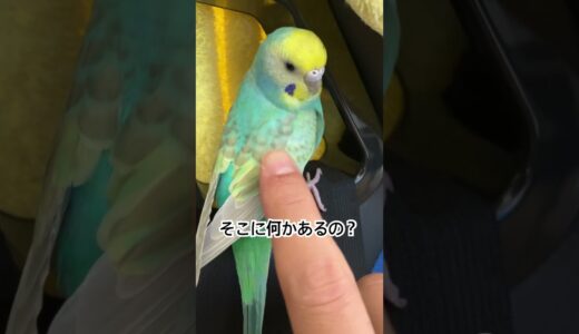 【ネモちゃん】インコさん達の日常。（116日目）#オカメインコ  #cockatiel  #癒し #セキセイインコ #かわいい #birds #parrot #アキクサインコ#キンカチョウ