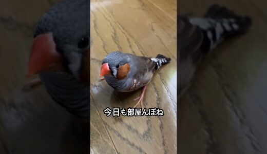 【ジンくん】インコさん達の日常。（135日目）#オカメインコ  #cockatiel  #オキナインコ #セキセイインコ #かわいい #birds  #アキクサインコ#キンカチョウ