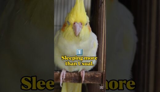 5 Signs Your Cockatiel Might Be Sick