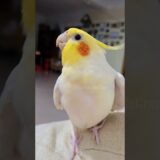 Isn’t the singer adorable? 🥰🎶🦜❤️ #cockatielscraze #cockatiel #birdsinging