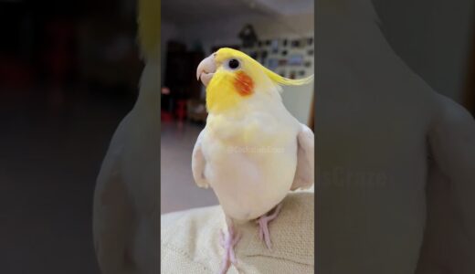 Isn’t the singer adorable? 🥰🎶🦜❤️ #cockatielscraze #cockatiel #birdsinging