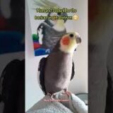 another wonderful music trio by Monty The Naughty Cockatiel and his parents 🤭🥰🧡