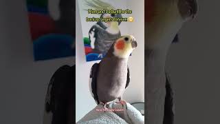 another wonderful music trio by Monty The Naughty Cockatiel and his parents 🤭🥰🧡