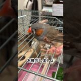 【ジンくん】インコさん達の日常。（131日目）#オカメインコ  #cockatiel  #オキナインコ #セキセイインコ #かわいい #birds #parrot #アキクサインコ#キンカチョウ