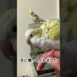 【オキナインコ】インコさん達の日常。（122日目）#オカメインコ  #cockatiel  #オキナインコ #セキセイインコ #かわいい #birds #parrot #アキクサインコ#キンカチョウ