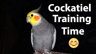 Talking cockatiel playing with owner 🤩 Cockatiel Bird Training | Cockatiel Sounds | #pets #cockatiel