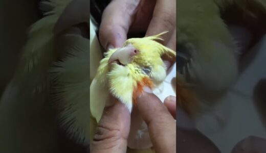 This Cockatiel’s Reaction to a Head Massage Will Melt You 🐦❤️