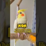 Cockatiel Teeth?……. Bla Bla 🤪