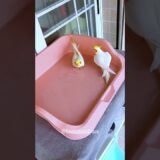 Emerald & Poly’s Bath Time Fun | Cockatiel Bliss 🛁 #cockatielscraze
