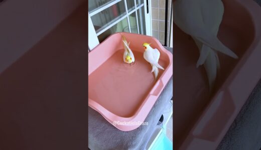 Emerald & Poly’s Bath Time Fun | Cockatiel Bliss 🛁 #cockatielscraze