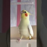 Adorable Cockatiel Jerry’s Cute Singing and Dancing Moments 💖🎶🦜🥰 #cockatielscraze #cockatiel