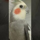 Bird#birds #birdspecies #birdsounds #cute #dancingbird #parrot #birddance #birdsong #birdphotography