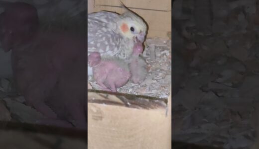 Cockatiel Baby Feeding Time | Cute Baby Cockatiel #cockatiel #birdshorts #bird #pets #parrot #shorts