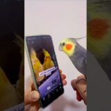 Cockatiel Sings Pink Panther Theme | Fun and Entertaining Parrot Moments