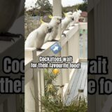 My Wild Cockatoo’s Epic Wait for Treats