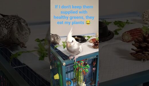 My #cockatiel Boys