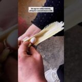 This cockatiel was suffering #cockatiel #rescue