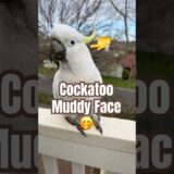 Why These Birds Are Making Everyone Do a Double Take?