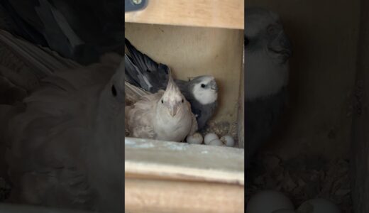 #cockatiel #birds #cockatielbird #cockatielsinging #cockatielsound   #parrot #pets #ytshorts #shorts