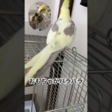 【スイちゃん】インコさん達の日常。（118日目）#オカメインコ  #cockatiel  #癒し #セキセイインコ #かわいい #birds #parrot #アキクサインコ#キンカチョウ