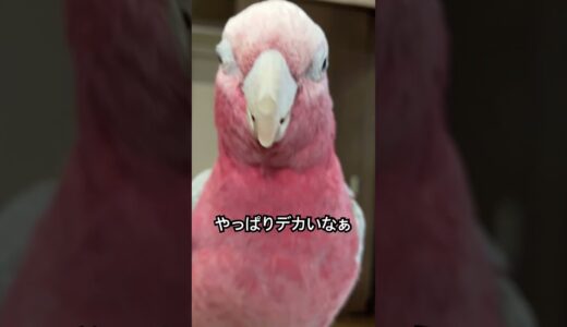 【モモちゃん】インコさん達の日常。（142日目）#オカメインコ    #オキナインコ #セキセイインコ #かわいい #birds  #アキクサインコ#キンカチョウ #モモイロインコ