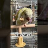 【オキナインコ】インコさん達の日常。（121日目）#オカメインコ  #cockatiel  #オキナインコ #セキセイインコ #かわいい #birds #parrot #アキクサインコ#キンカチョウ