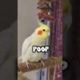 The True Cockatiel Bird Lifestyle 😛