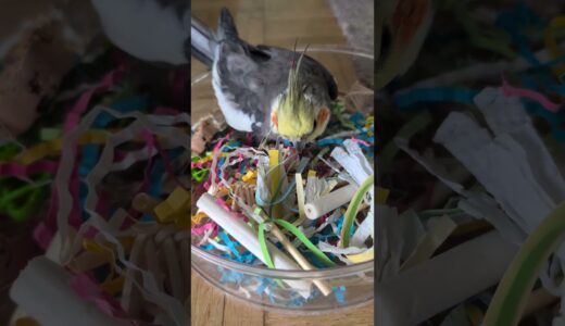 #parrot #smokey #bird #foraging #cockatiel