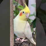 #parrot #yourubeshorts #cockatiel #vibrantbirds #cuteanimals #trending #birds #cutebirds #pets