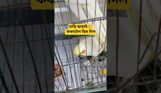 ব্রিডিং বক্স,হাঁড়ি ছাড়াই ককাটেল ডিম দিল #minivlog #shorts #cockatiel #birds #viral