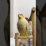 Adorable Cockatiel Jerry’s Cute Cookie Song Serenade 🎶🦜😍 #cockatielscraze #cockatiel